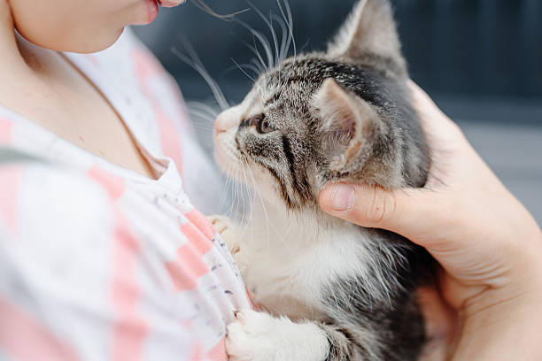 istock grey and white long-haired cat in owner hands 2222568798