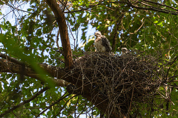 istock Two sparrowhawk chicks (Accipiter nisus) are sitting in a nest of thick branches on a tall tree, illuminated by sunlight 2222568940