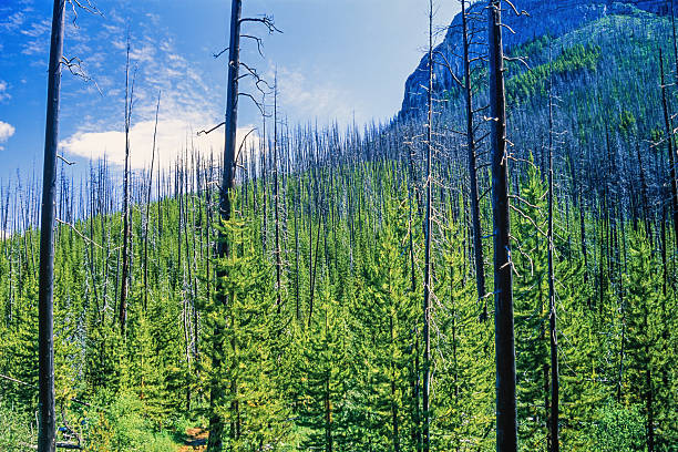 Burnt tree trunks after a forest fire with new green trees