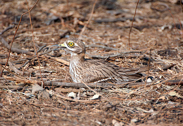 Gir National Park and Wildlife Sanctuary, with its administrative centre, Sasan Gir in Gujarat, is forest, national park and wildlife sanctuary near Talala Gir. Gujarat, the north western state of India,  encompasses part of site of the Indus Valley civilisation, the oldest known to mankind and is also home to some of the most historic sites and religious locations in India. The Rann of Kutch is famous for its arid desert like landscapes as well as wildlife such as the Wild Ass, together with Gir Forest, home to the only Asiatic Lions in the continent.