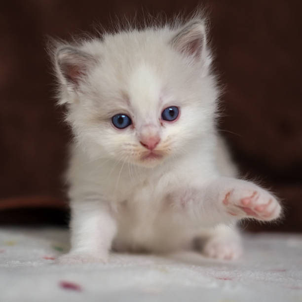 istock 1 month old ragdoll kitten looking at the camera, domestic cat 2222570097