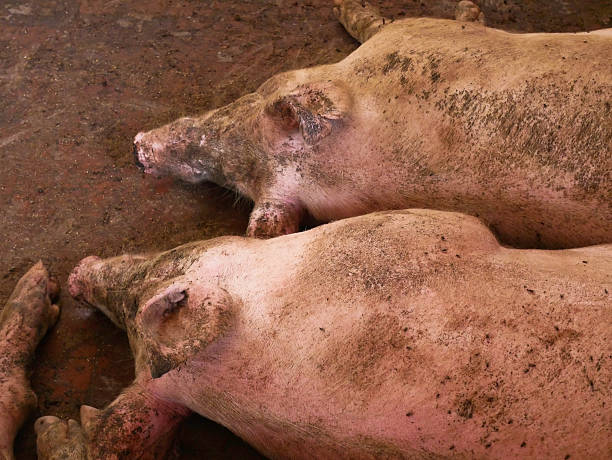 Young indoor Raised Organic Pigs