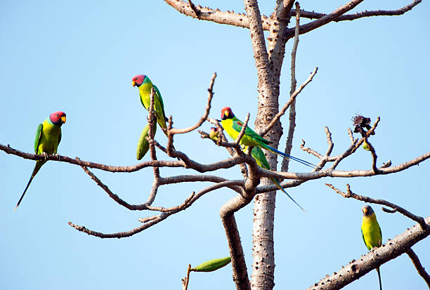 parrots on the branches of a tree