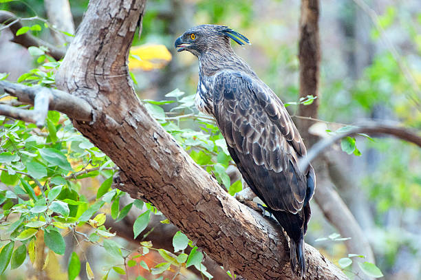 istock Crested Hawk Eagle at rest, Gir Forest, Gujarat, India 2222571026