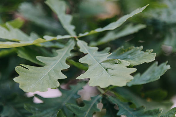 istock green curvy oak leaves background 2222571694