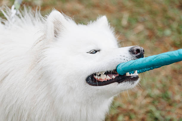 istock cute fluffy white dog plays with puller toy 2222571705
