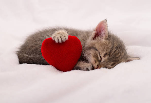 istock Kitten on blanket with valentine heart. 2222573066