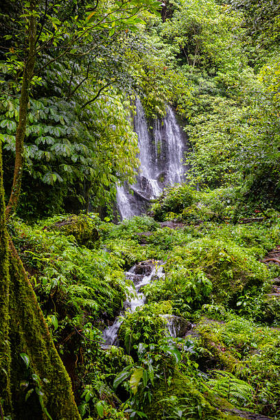 Waterfall deep down in the green tropical rainforest of Bali, Indonesia.