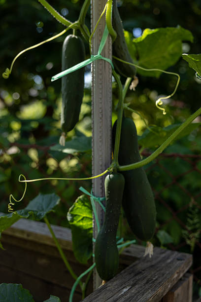 istock Organic Cucumbers Growing on Trellis in Raised Garden Bed 2222575574