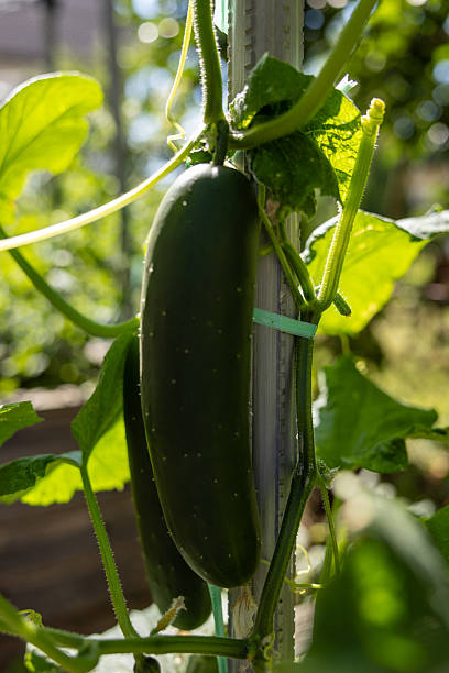 istock Sunlit Cucumber Growing on Vine in Garden 2222575580