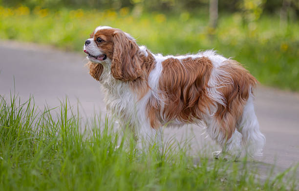 istock Cavalier King Charles Spaniel dog on a walk in the summer park. 2222575658