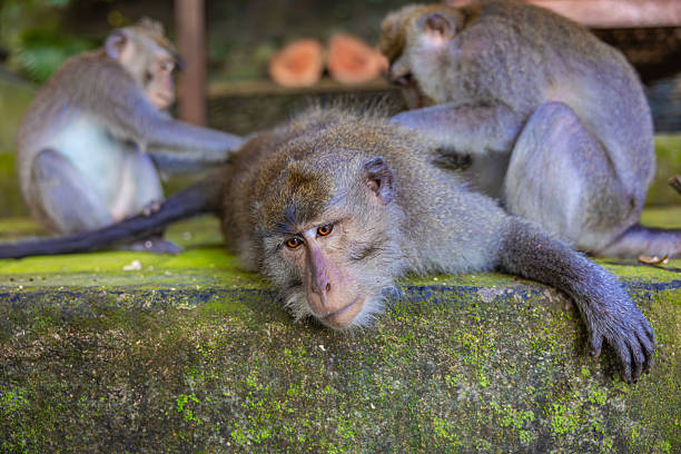 istock Moneky forest Ubud, Bali, Indonesia 2222575669