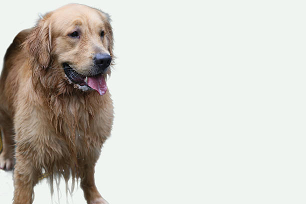istock Light golden retriever dog 2222575698