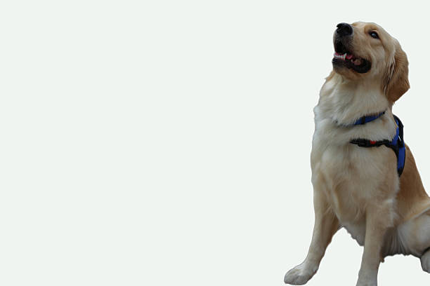 istock Lightgold golden retriever in a blue harness, 2222575795
