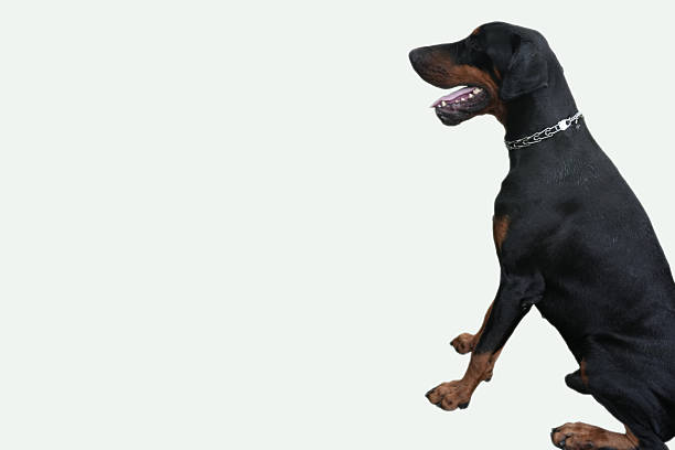 Silhouette of a sitting dog isolated on white background, side view