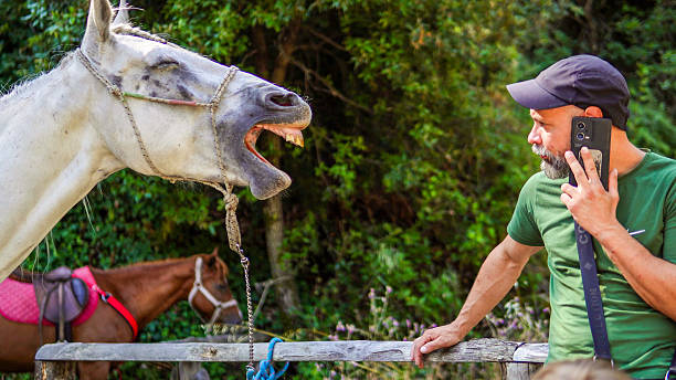 Horse laughs while watching man. Funny moment when a horse appears to laugh while watching a man talking on the phone. Park in Rome Italy 06.28.2025.
