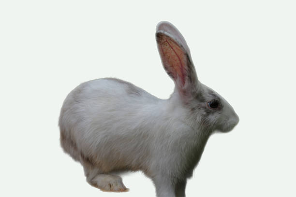 gray Flemish Giant rabbit, perfect for nature magazines, pet blogs, and Easterthemed graphics on social media.