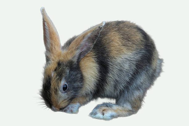 Tricolor Dutch rabbit suitable for pet blogs, veterinary clinics, nature magazines, Easter promotions, childrens books, and animalthemed designs.