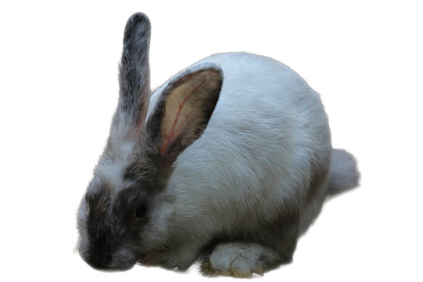 Cute gray and white Dutch rabbit, perfect for Easter, pet care, animal blogs, childrens books, and springthemed designs.