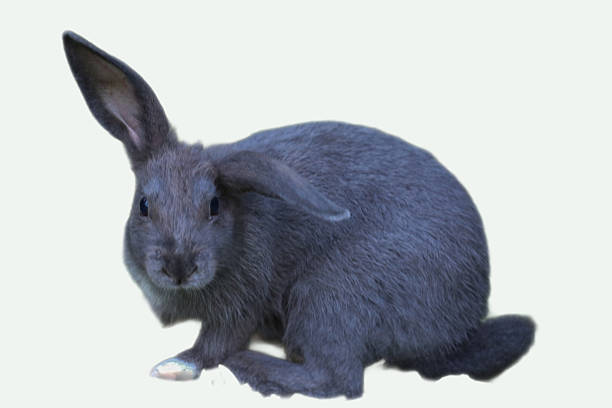 A rabbit in nature