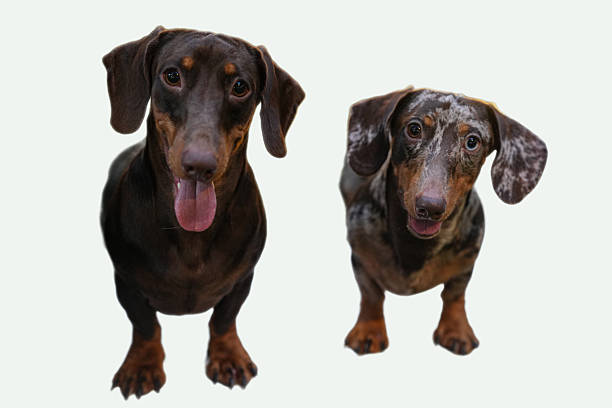 Two adorable dachshunds posing prettily. Suitable for pet products, animalthemed designs, greeting cards, and dog lover content creation.
