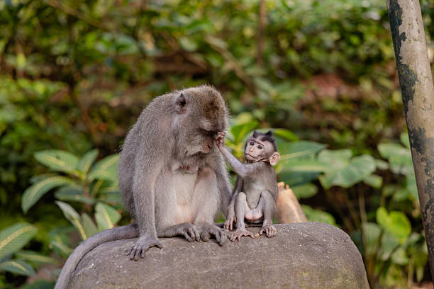 istock Mother and baby monkey sits  at monkey forest, Ubud, Bali, Indonesia. 2222576395