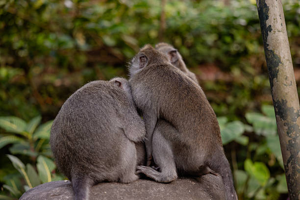 Macaque monkeys at Ubud Monkey Forest Sanctuary in Ubud, Bali, Indonesia.