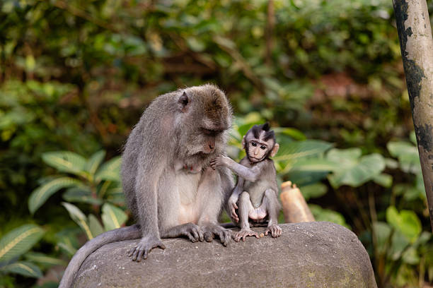 istock Mother and baby monkey sits  at monkey forest, Ubud, Bali, Indonesia. 2222576435