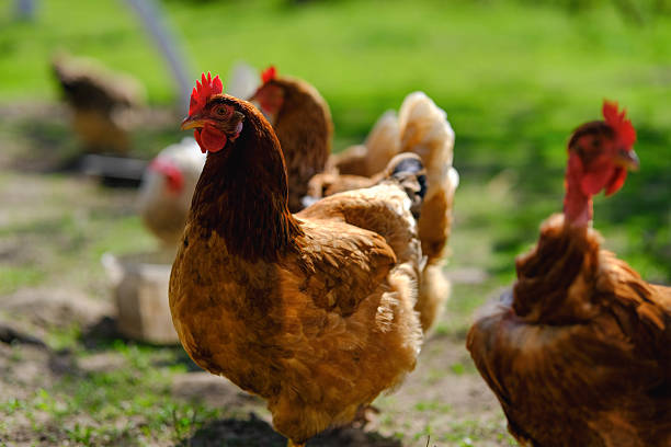 istock Brown and Red Chickens Roaming Freely in a Sunny Green Field. 2222577005