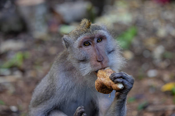 A monkey is eating a leafy green vegetable. The scene is set in a zoo, with the monkey sitting on the ground and the leafy green vegetable in its mouth