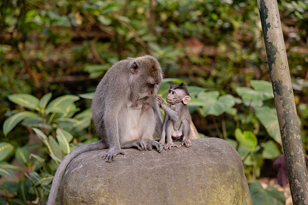 istock Mother and baby monkey sits  at monkey forest, Ubud, Bali, Indonesia. 2222577390