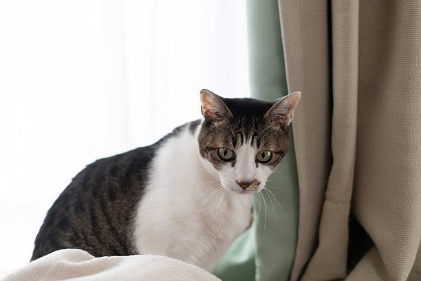 istock Cute cat relaxing by the window 2222577939