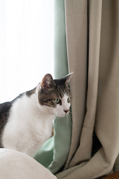 istock Cute cat relaxing by the window 2222577976