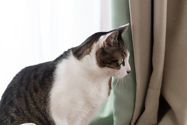 istock Cute cat relaxing by the window 2222577998