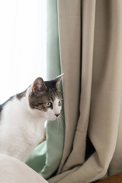 istock Cute cat relaxing by the window 2222578031