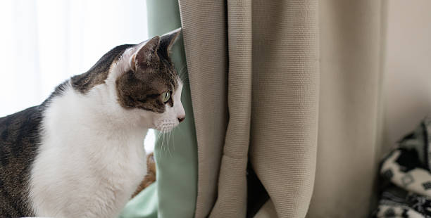 istock Cute cat relaxing by the window 2222578110