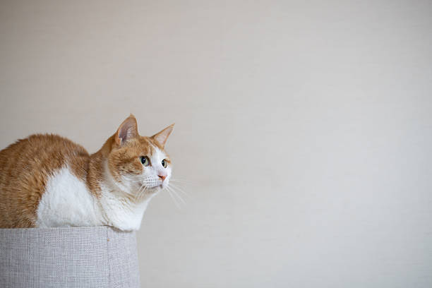 Cute cat relaxing on a cat tower