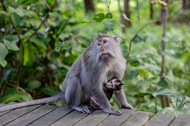 istock Mother and baby monkey sits  at monkey forest, Ubud, Bali, Indonesia. 2222578644