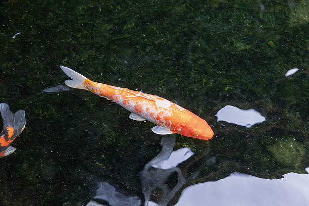 Red and white koi fish isolated on white background