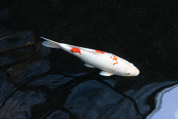 ROHU Fish or Yisok fish in the name of Thailand isolated on white background and have clipping paths.