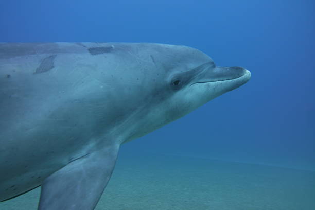 istock An adolescent Spinner Dolphin looks at the camera 2222581994