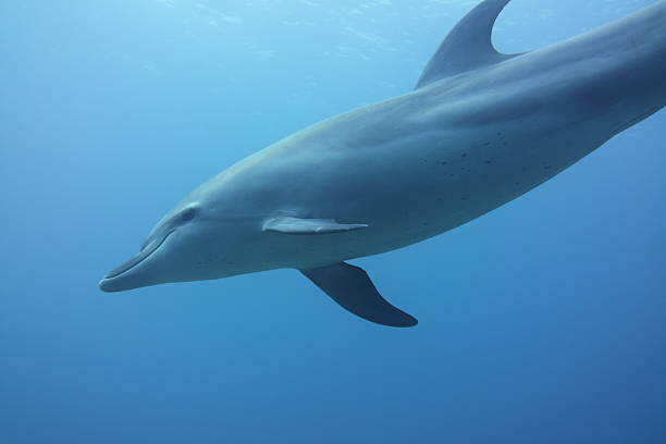 istock A Spinner Dolphin swims past in the clear, blue sea. 2222581996