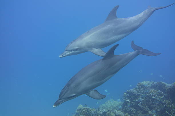 istock Two Spinner Dolphins exploring a reef in the Red sea. 2222581997