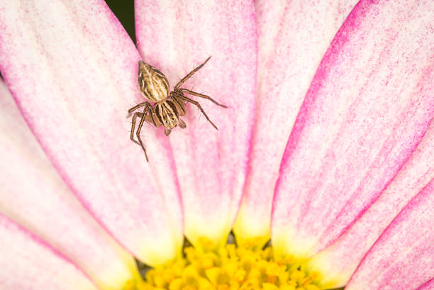 Groups of babies spider