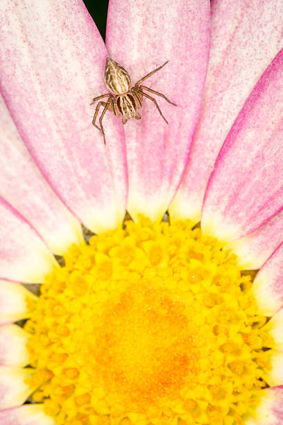 Close up of crab spider on a flower