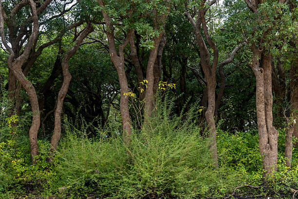 Green plants growing under trees in a forest create a vibrant natural scene
