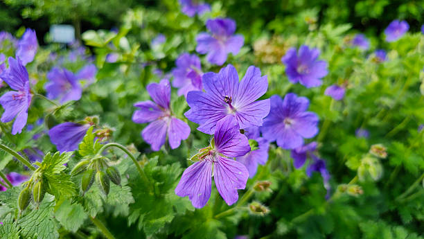 istock Floral background: Wild cranesbill with soft-focus leaves 2222582962