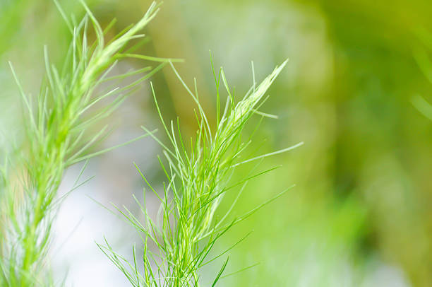 Plant equisetum arwense isolated on white background. Studio Photo