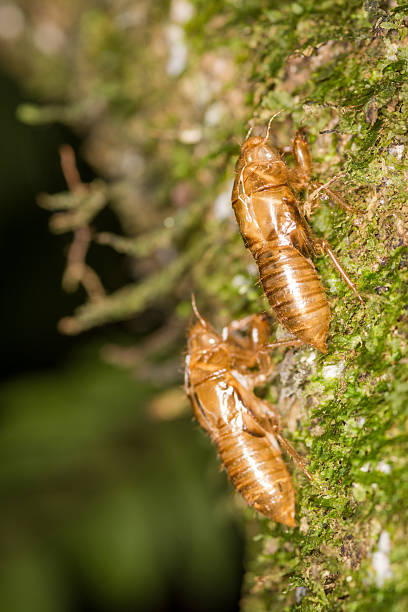 istock Close up of cicada shells on a tree after shedding 2222585328