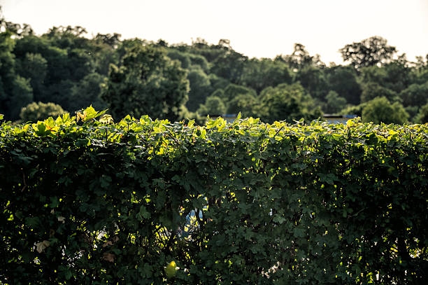 Leafy hedge in a garden